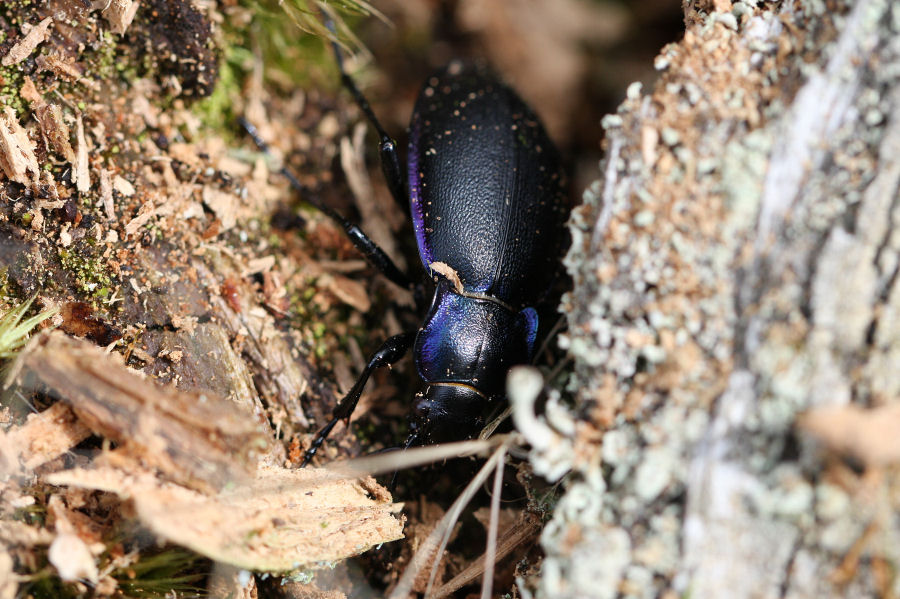 Carabus violaceus